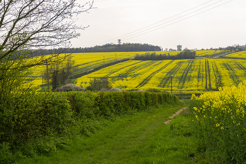Thaxted 04